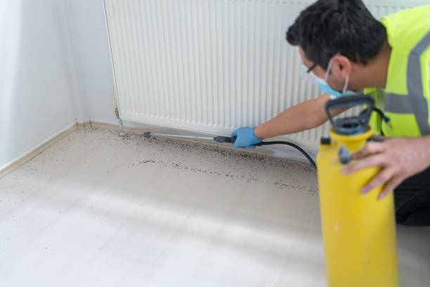 Best Termite Control Services  in Independence, OH